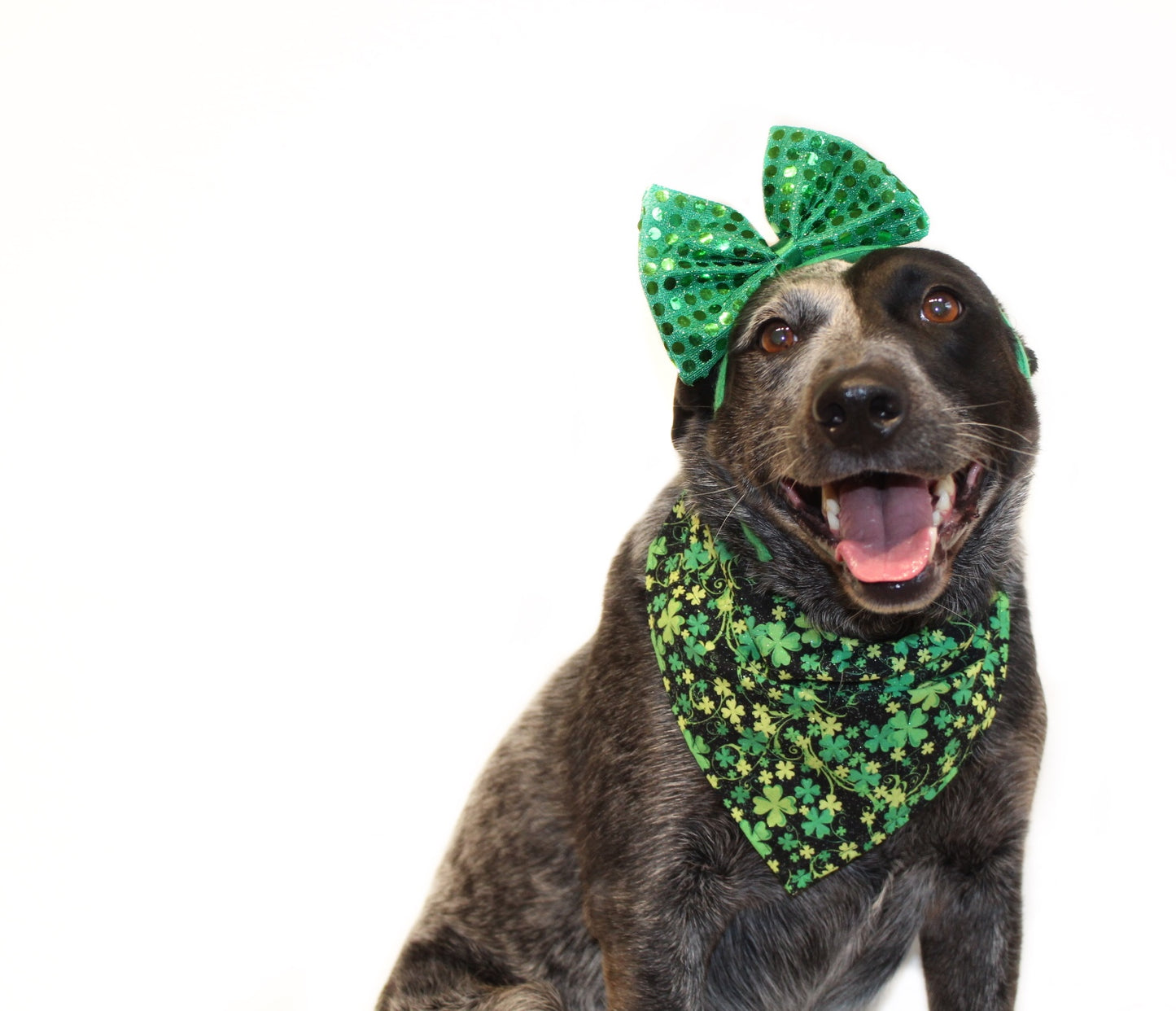 Glittery Shamrocks - Over The Collar Dog Bandana