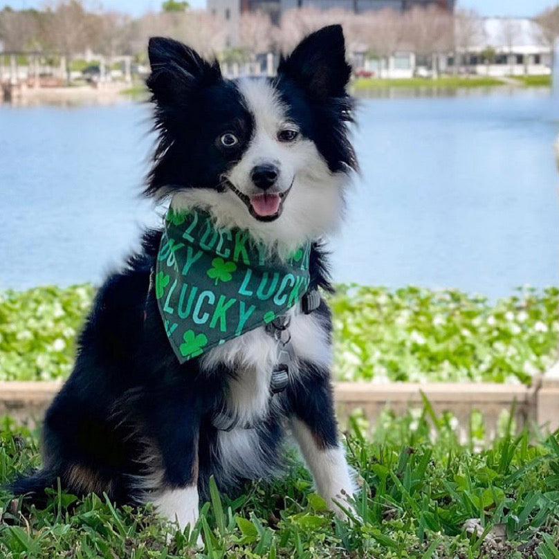 Lucky Dog - Over The Collar Dog Bandana