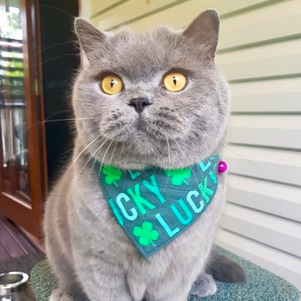 Lucky Dog - Over The Collar Dog Bandana