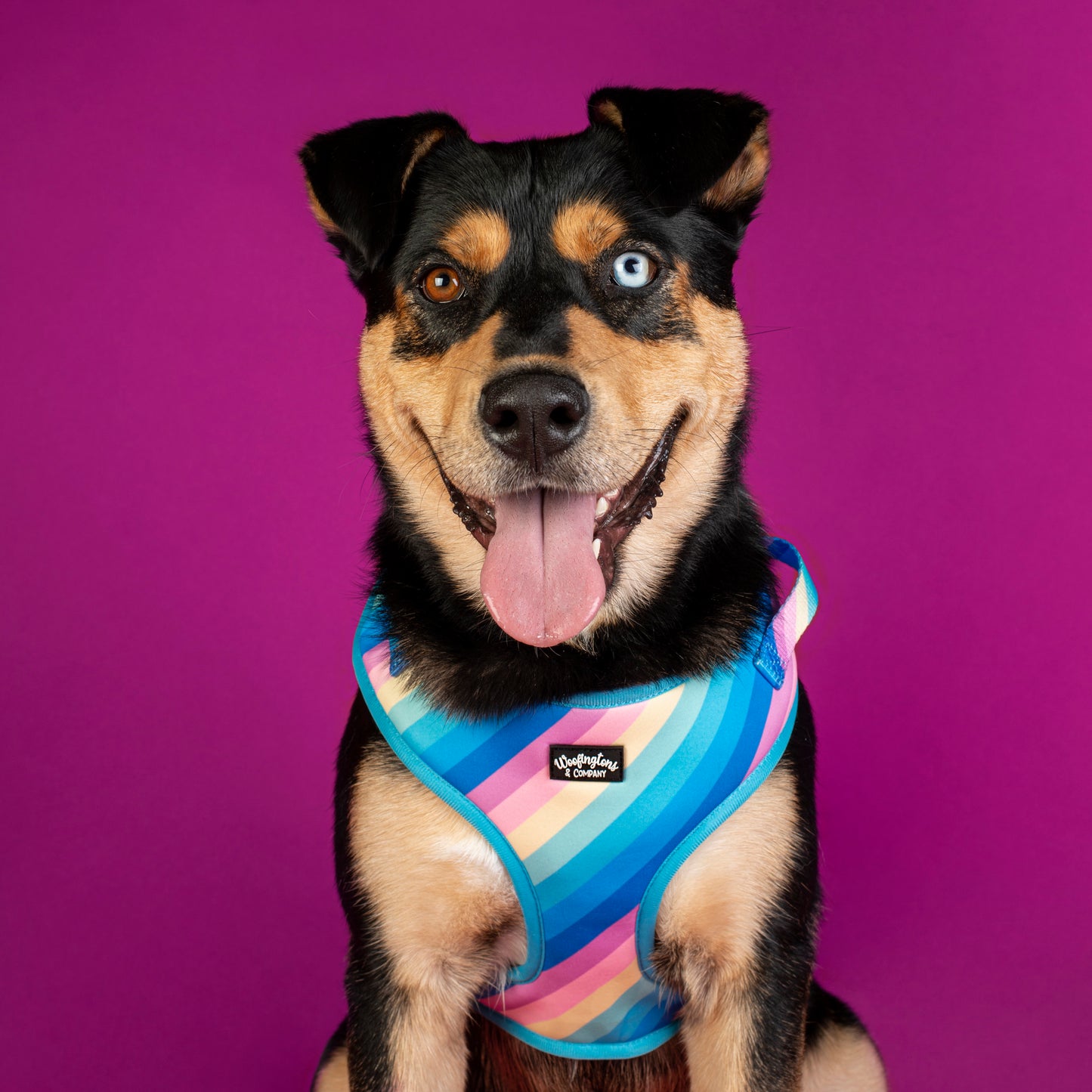 Pastel Rainbow Dog Harness