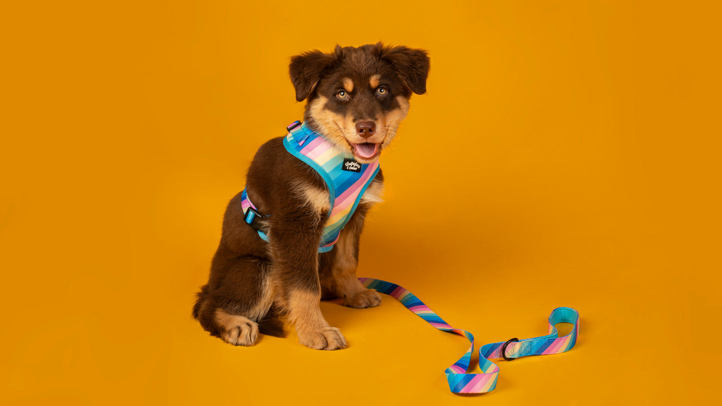 Pastel Rainbow Dog Harness