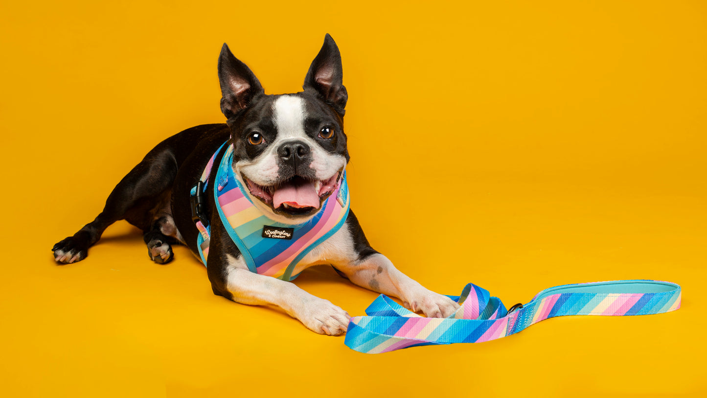 Pastel Rainbow Dog Harness