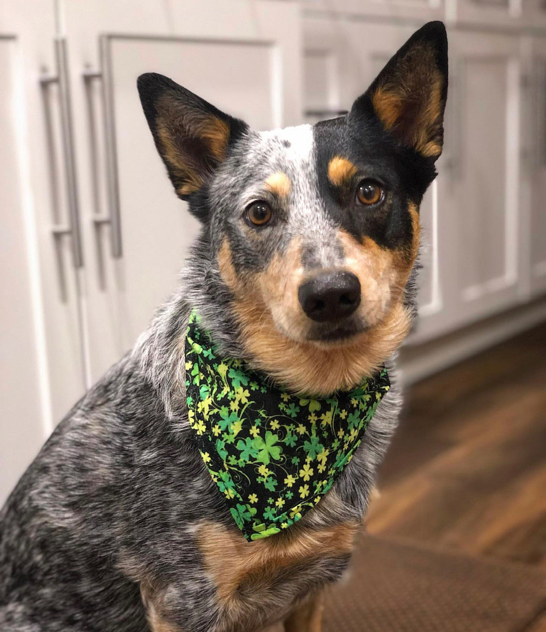 Glittery Shamrocks - Over The Collar Dog Bandana