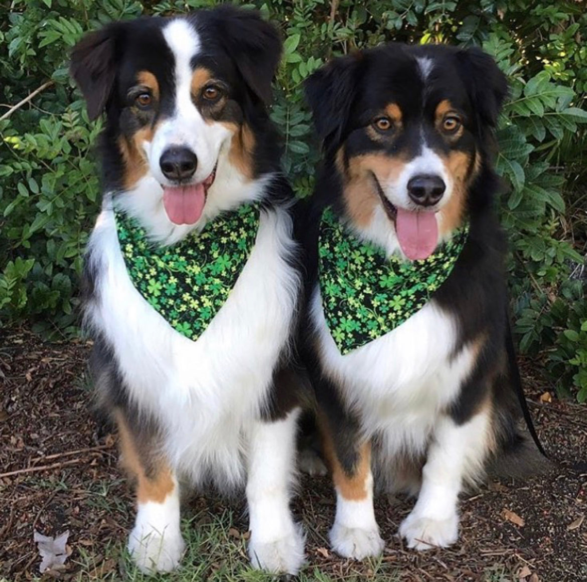 Glittery Shamrocks - Over The Collar Dog Bandana