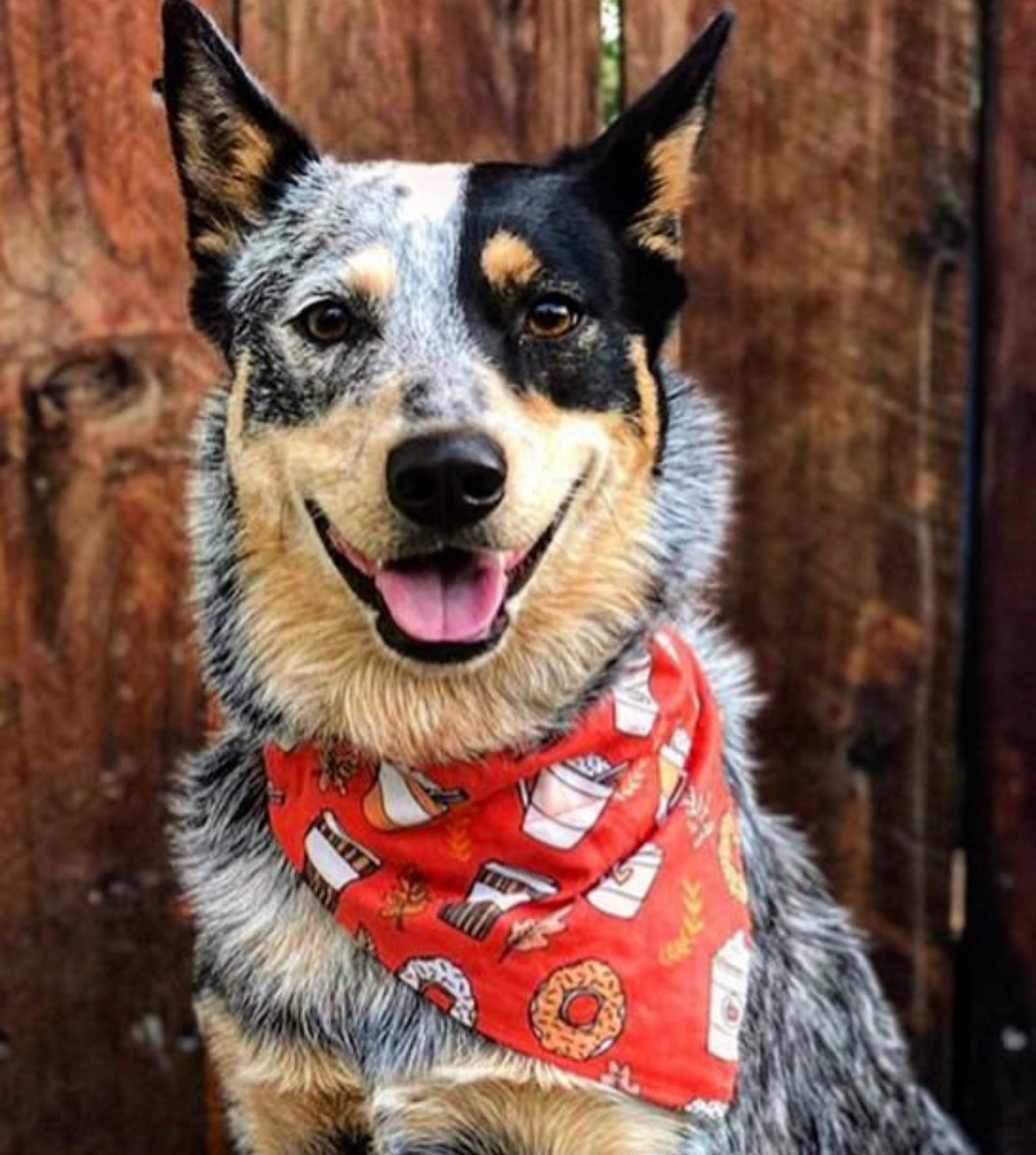 Pumpkin Spice - Over The Collar Dog Bandana