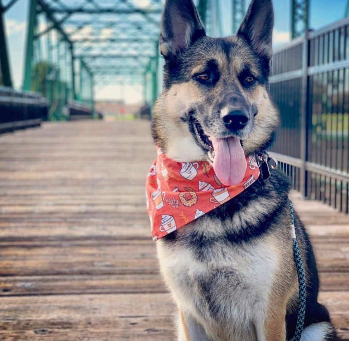 Pumpkin Spice - Over The Collar Dog Bandana