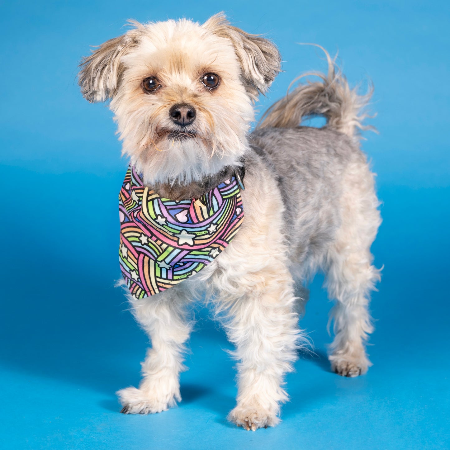 Rainbow Rush Over The Collar Dog Bandana