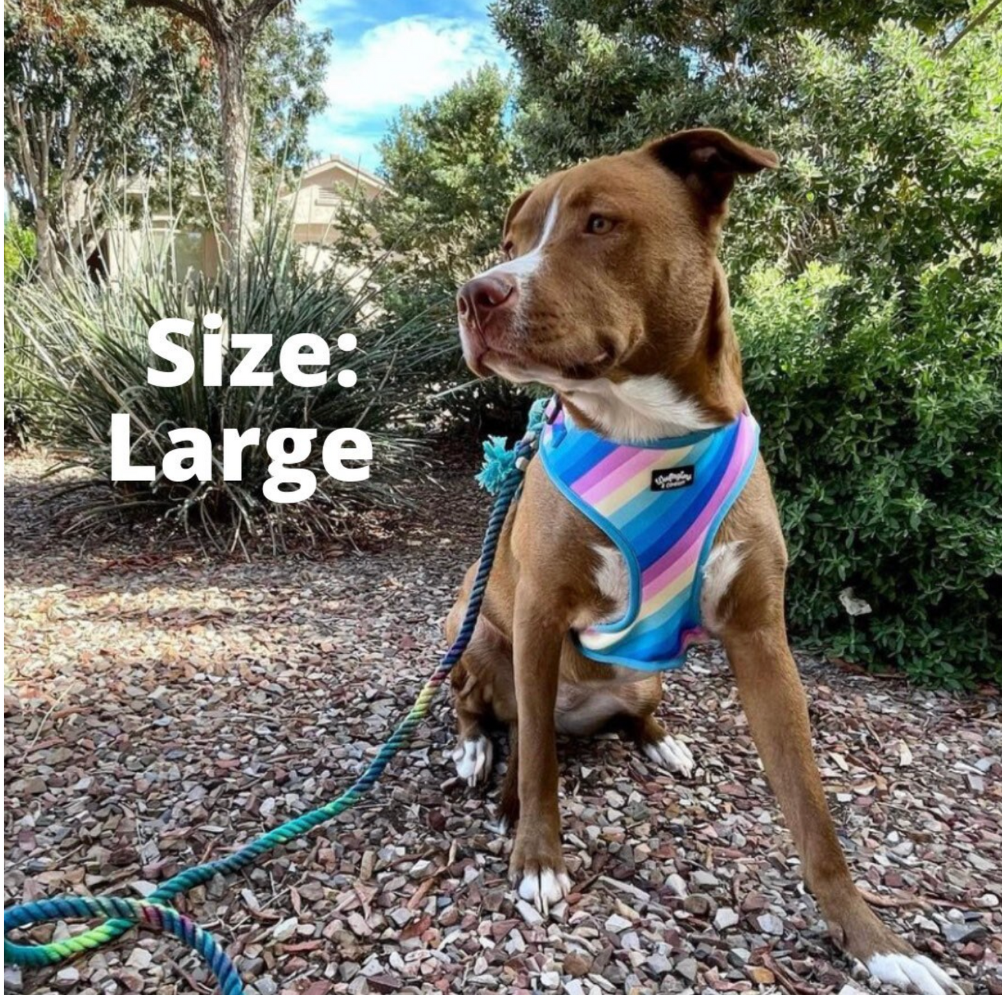 Pastel Rainbow Dog Harness