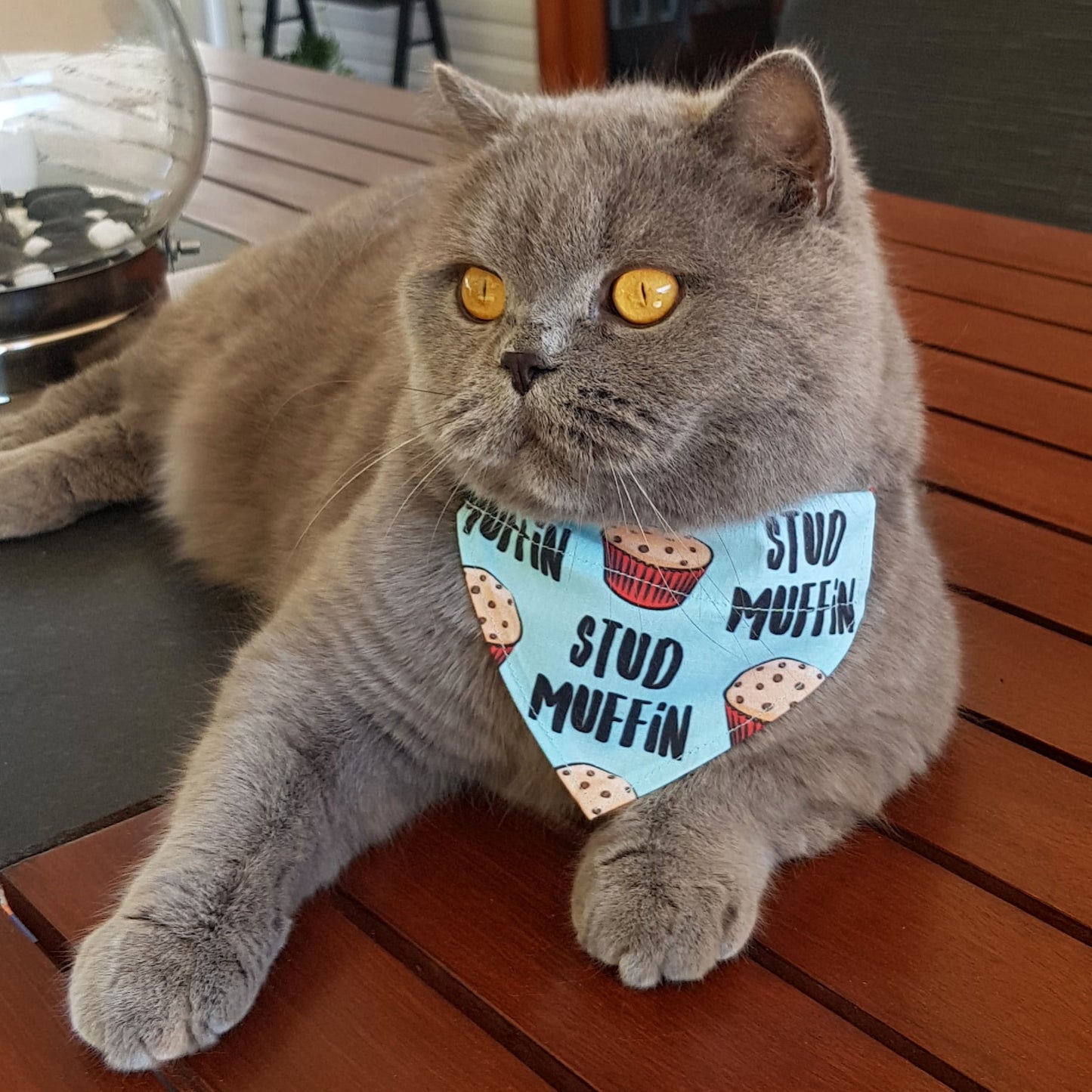Stud Muffin Over The Collar Dog Bandana