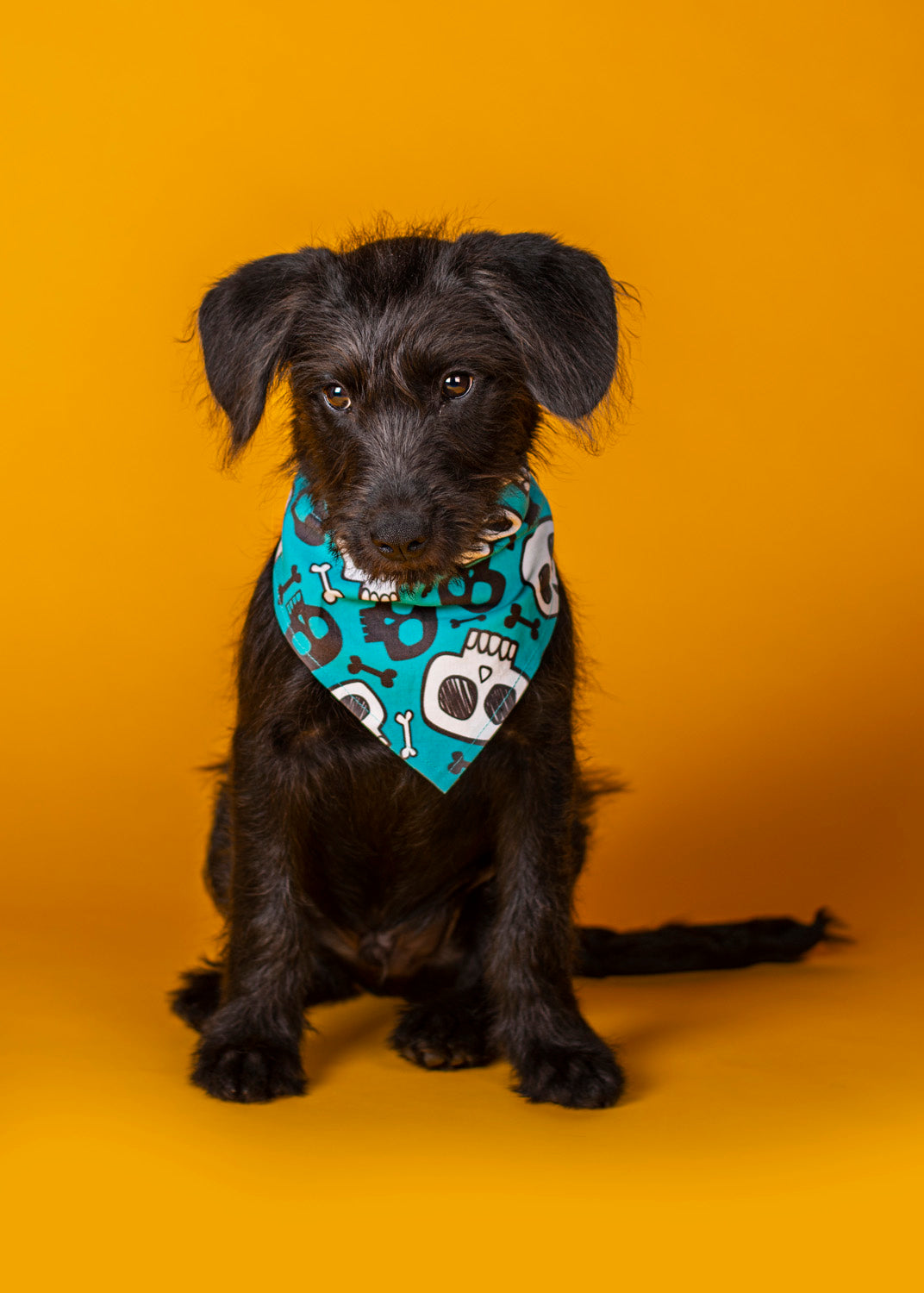 Turquoise Skulls - Over The Collar Dog Bandana