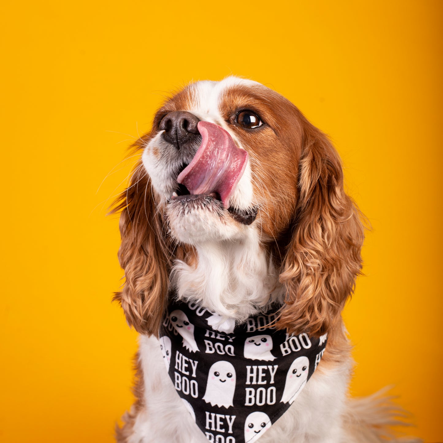 Hey Boo - Over The Collar Dog Bandana