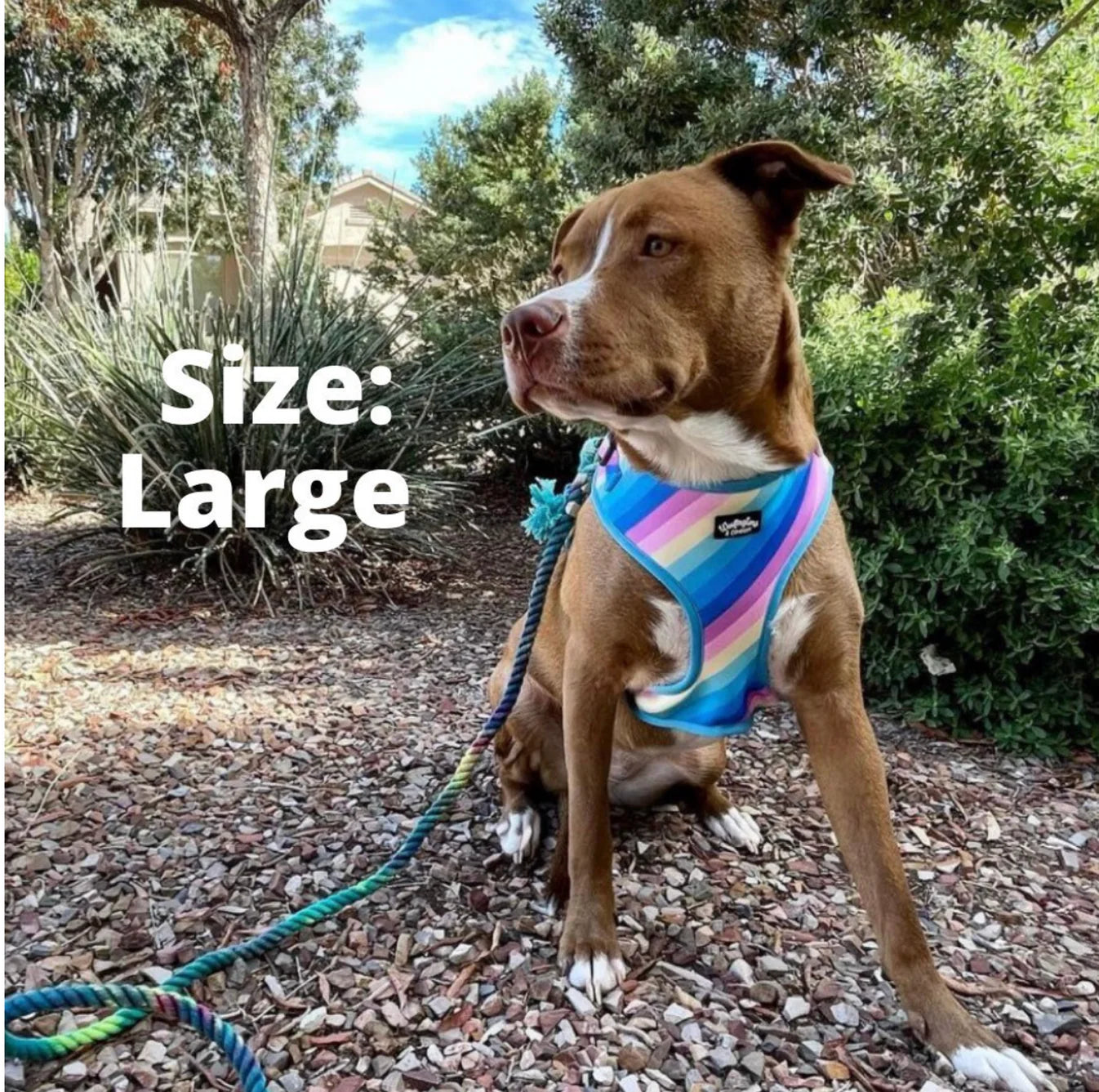 Pastel Rainbow Harness & Leash Combo