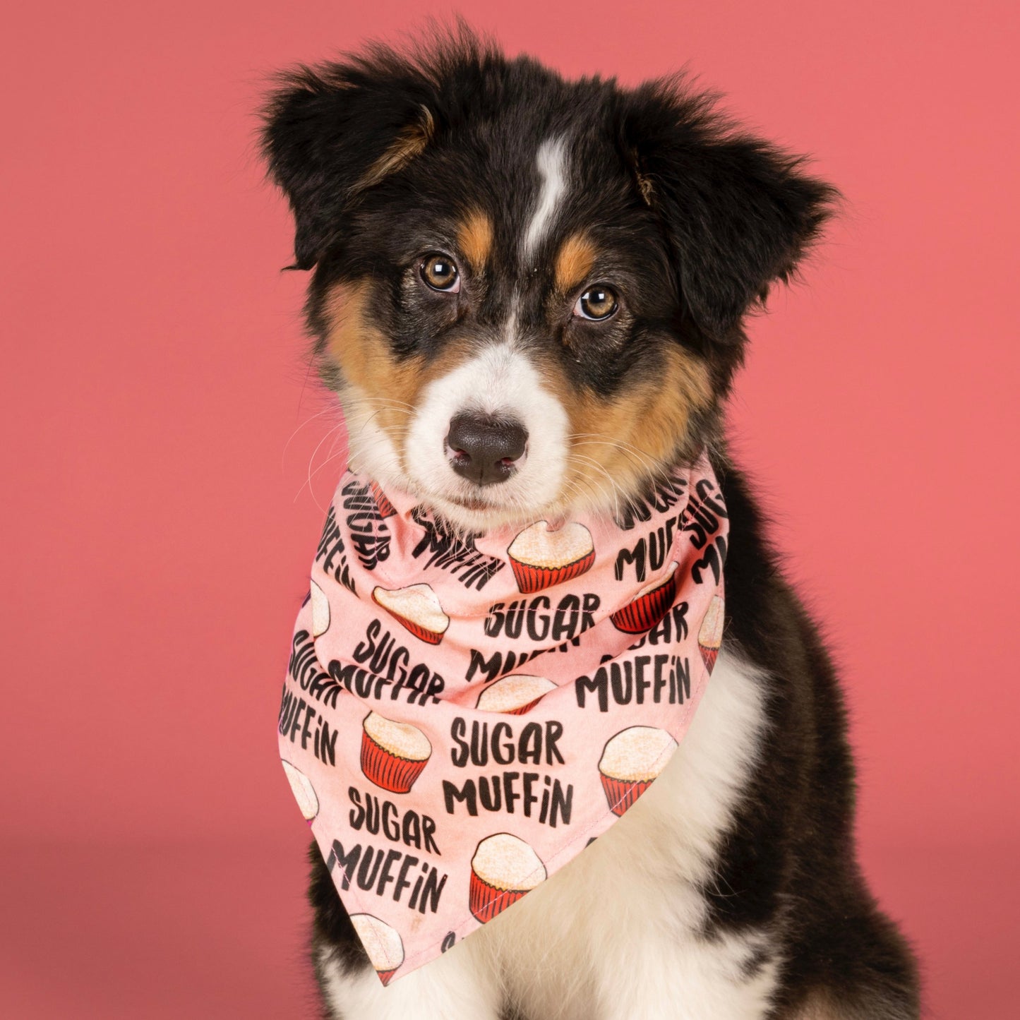Sugar Muffin Over The Collar Dog Bandana