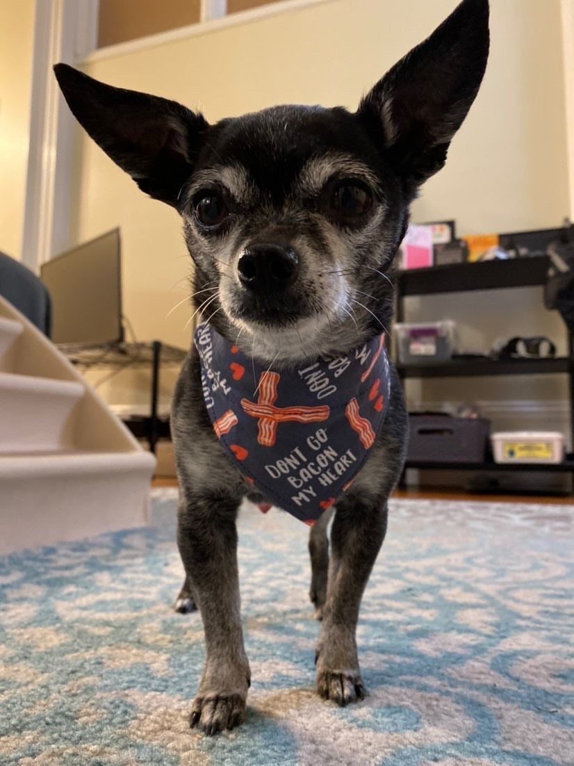 Dont Go Bacon My Heart Over The Collar Dog Bandana