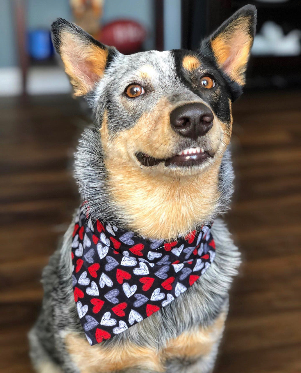 Chalkboard Hearts Over The Collar Dog Bandana