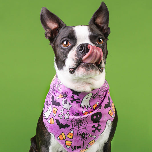 Halloween Medley Over The Collar Dog Bandana